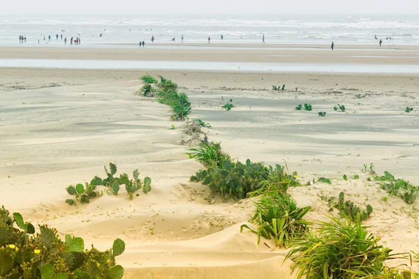 Praia Mar Tajpur Baía Bengala Índia Vista Cactus Dunas Areia — Fotografia de Stock