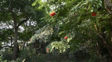 Ormanda ilkbaharda açan çiçekler, arka planda çeşitli kuşlar, Howrah, West Bengal, Hindistan.