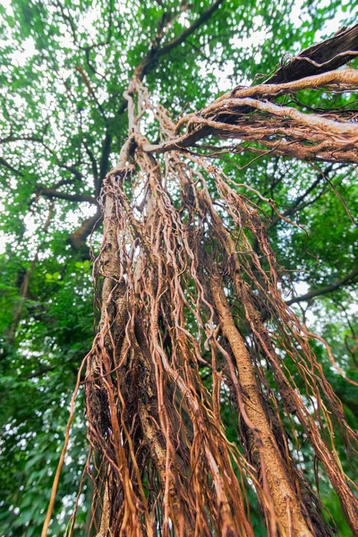 Imagen Naturaleza Vertical Raíces Marrones Colgantes Gran Árbol Banyan Disparado — Foto de Stock