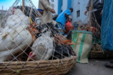 Kafese konulmuş, yola koyulup Territy Bazar, Kolkata, Batı Bengal, Hindistan 'da satışa sunulan horozların, yetişkin erkek tavukların bulanık görüntüsü (Gallus gallus domesticus).