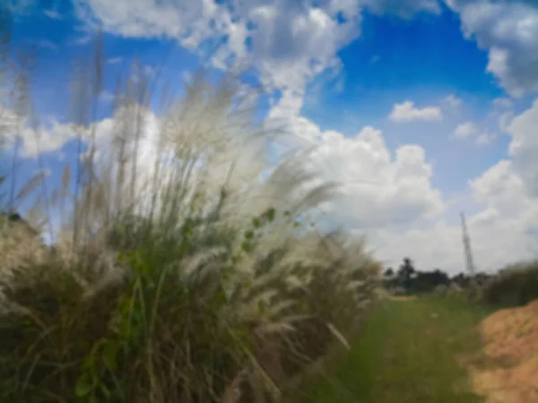 風に吹かれたKaash FulまたはKans草のギザギザ サッカラムのスポンタネウム 背景にある秋の季節の青い空と白い雲 コルカタ 西ベンガル インド — ストック写真