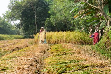 PINGLA, Batı BEST BENGAL, Hindistan - 16 Kasım 2014: Tanımlanamayan yerli kadınlar pirinç tarlaları hasat ediyorlar. Pirinç tarlası Hindistan 'ın Batı Bengal kentindeki en büyük tarımdır.