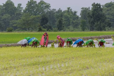 PURULIA, Batı BENGAL / INDIA - 14. AĞUSTOS 2017: Hintli kırsal kadınlar muson yağmurları altında sarı çeltik (pirinç) tohumlarını yağmur altında toplamakla meşguller. Şimdi çeltik yetiştirme zamanı..