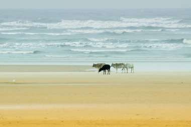 Tajpur sahili - Bengal körfezi, Hindistan. Arka planda Bengal Körfezi ile kumsalda gezinen ineklerin görüntüsü.