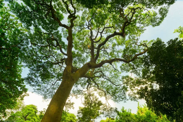 Hermoso Árbol Grande Con Hojas Verdes Mañana Kolkata Bengala Occidental — Foto de Stock