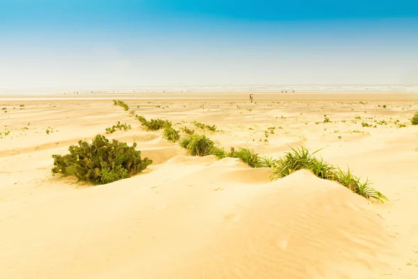 Praia Mar Tajpur Baía Bengala Índia Vista Cactus Dunas Areia — Fotografia de Stock