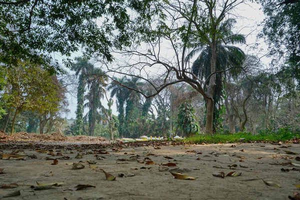 Een Woud Verdieping Geschoten Van Begane Grond India — Stockfoto