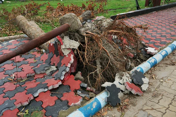 Super Cyclone Amphan Uprooted Tree Force Raised Pavement Tree Fell — Stock Photo, Image