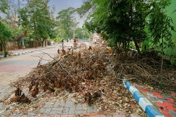 Howrah Bengala Occidentale India Maggio 2020 Albero Sradicato Super Ciclone — Foto Stock