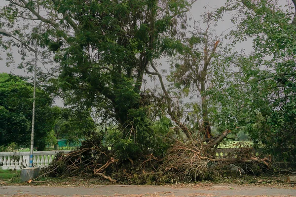 超级气旋Amphan将倒下的树连根拔起 堵塞了人行道 毁坏使许多树倒在地上 印度西孟加拉邦加尔各答 — 图库照片
