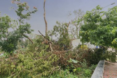 Süper kasırga Amphan devrilen ve kaldırımı tıkayan ağacı söktü. Yıkım birçok ağacı yere düşürdü. Howrah, West Bengal, Hindistan 'da çekilmiş..