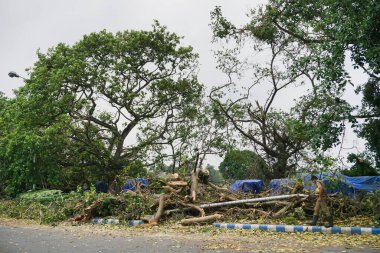 Süper kasırga Amphan devrilen ve kaldırımı tıkayan ağacı söktü. Yıkım birçok ağacı yere düşürdü. Kolkata, Batı Bengal, Hindistan