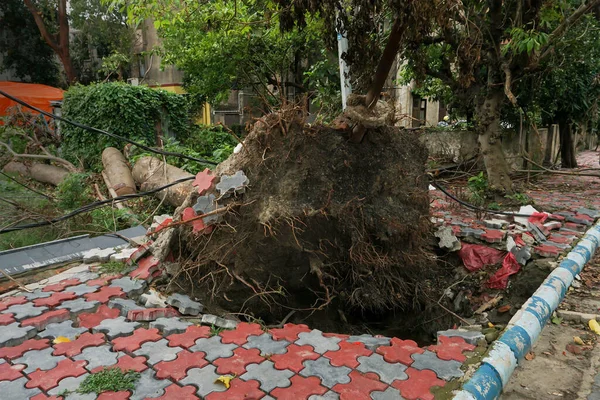 Super Ciclón Anfano Desarraigado Árbol Fuerza Levantó Pavimento Árbol Cayó — Foto de Stock