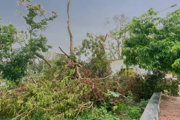 Super Cyclone Amphan Déraciné Arbre Qui Est Tombé Bloqué Chaussée — Photo