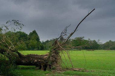 Super cyclone Amphan uprooted tree which fell on ground in Maidan area. The devastation has made many trees fall on ground. Kolkata, West Bengal, India clipart