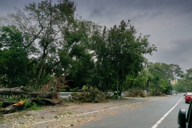 Süper kasırga Amphan kökünden sökülmüş ve yolu kısmen kapatmış. Yıkım birçok ağacı yere düşürdü. Kolkata, Batı Bengal, Hindistan