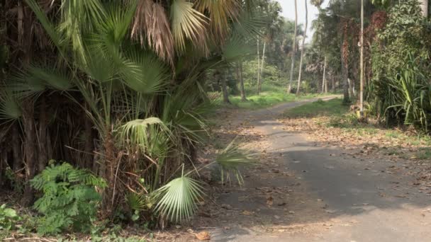 Dypsis Lutescens Eller Gyllene Käpp Palm Areca Palm Gul Handflata — Stockvideo