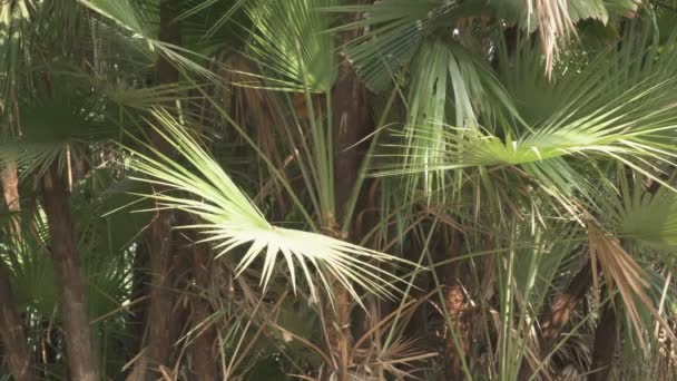 Dypsis Lutescens Uma Espécie Planta Com Flor Pertencente Família Arecaceae — Vídeo de Stock