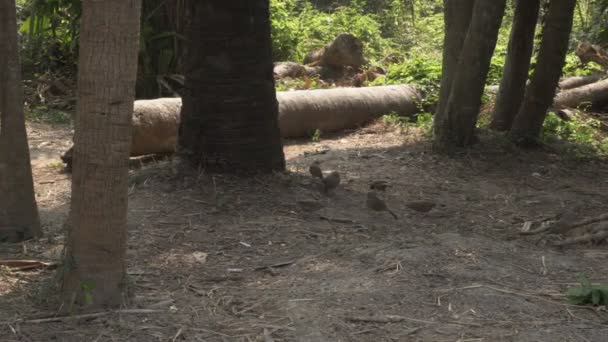 Selva Babbler Argya Striata Sete Irmãs Saath Bhai Sete Irmãos — Vídeo de Stock