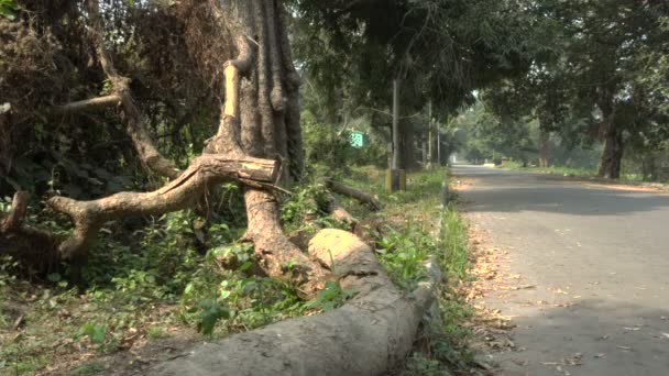 スーパーサイクロンアンファンは大きな木を根こそぎにした 根は見える 静的な映像です インドの西ベンガル州ハウラー — ストック動画