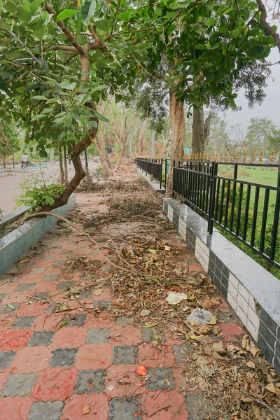 Super Cyclone Amphan Déraciné Arbre Qui Est Tombé Bloqué Chaussée — Photo