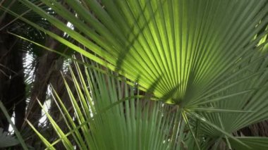 Dypsis lutescens, veya altın baston palmiyesi, areca palmiyesi, sarı palmiye veya kelebek palmiyesi, Arecaceae familyasından bir bitki türü. Yapraklar hafif esintide hareket ediyor. Howrah, Batı Bengal, Hindistan