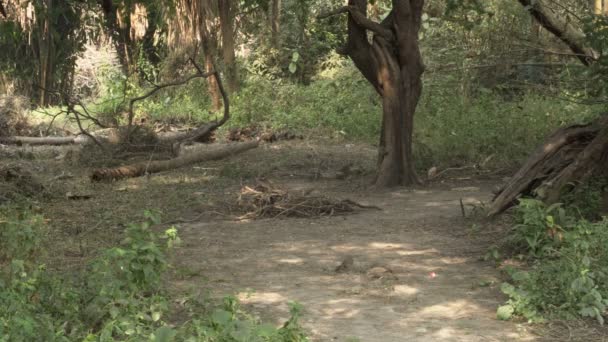 Selva Babbler Argya Striata Sete Irmãs Saath Bhai Sete Irmãos — Vídeo de Stock