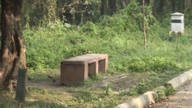 Orman gevezesi, Argya striata, Seven Sisters, Saath bhai veya yedi erkek kardeş orman zemininden yiyecek arayıp yiyorlar. Howrah, Batı Bengal, Hindistan