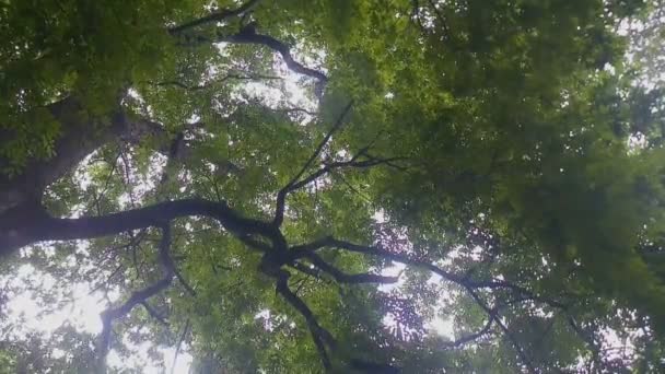 Widok Lotu Ptaka Zielone Liście Poruszające Się Wietrze Lesie Piękna — Wideo stockowe