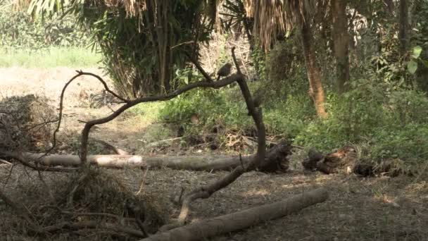 ジャングルのベビーカー アーガストリータ セブン シスターズ サトバイ または7羽の兄弟鳥がジャングルの床から食べ物を探して食べています インドの西ベンガル州ハウラー — ストック動画