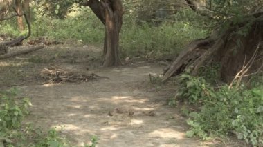 Orman gevezesi, Argya striata, Seven Sisters, Saath bhai veya yedi erkek kardeş orman zemininden yiyecek arayıp yiyorlar. Howrah, Batı Bengal, Hindistan