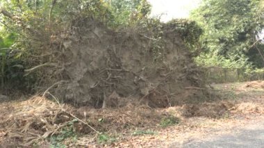 Süper kasırga amphan büyük bir ağacı yerinden söktü. Kökler görünür, statik görüntüler. Howrah, Batı Bengal, Hindistan.