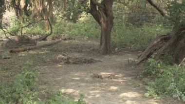 Orman gevezesi, Argya striata, Seven Sisters, Saath bhai veya yedi erkek kardeş orman zemininden yiyecek arayıp yiyorlar. Howrah, Batı Bengal, Hindistan
