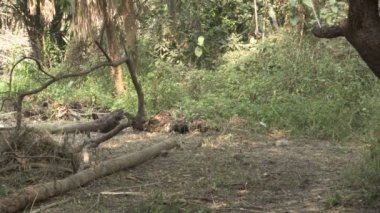 Orman gevezesi, Argya striata, Seven Sisters, Saath bhai veya yedi erkek kardeş orman zemininden yiyecek arayıp yiyorlar. Howrah, Batı Bengal, Hindistan