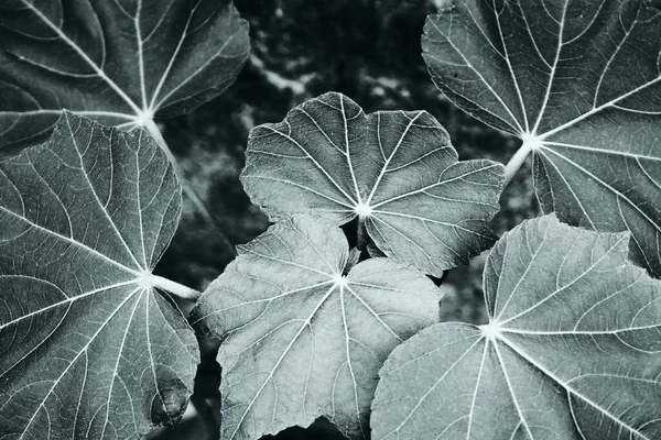 Zwart Witte Bladeren Tegen Donkere Natuurlijke Achtergrond Selectieve Focus Natuurpatroon — Stockfoto