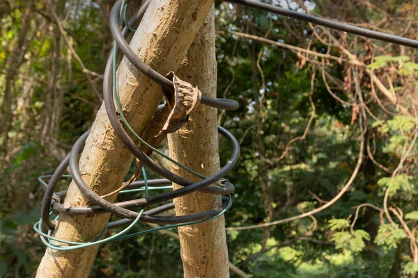 Tree trunk bound with electric cables and wires. symbolic image of destruction of nature by civilized society. Climate change, threat to natural environment.