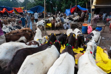 Kolkata, Batı Bengal, Hindistan - 11 Ağustos 2019: 