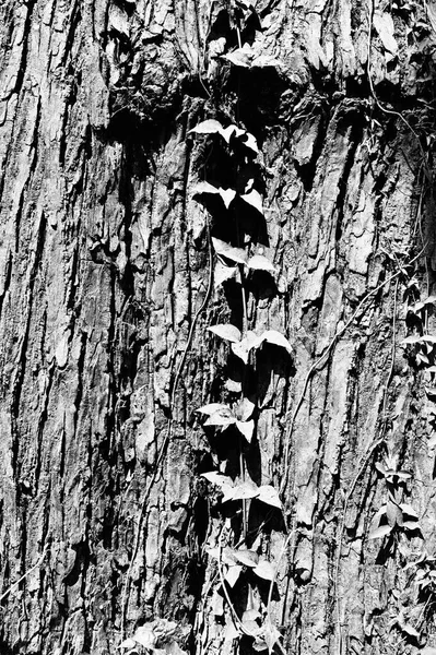 Schwarz Weiße Frische Blätter Gegen Die Struktur Von Baumstämmen Natürlicher — Stockfoto