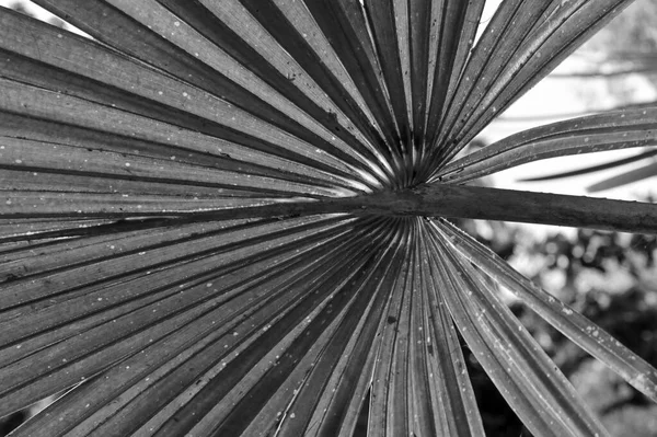 Zwart Witte Palmbladeren Tegen Donkere Natuurlijke Achtergrond — Stockfoto