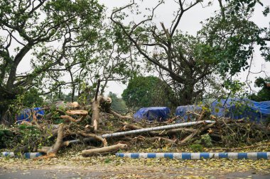 Süper kasırga Amphan devrilen ve kaldırımı tıkayan ağacı söktü. Yıkım birçok ağacı yere düşürdü. Kolkata 'da iklim değişikliği, Batı Bengal, Hindistan