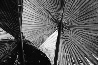 Siyah ve beyaz palmiye yaprakları koyu doğal arka planda.