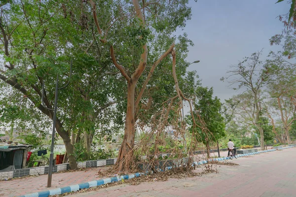 Super Ciclón Anfano Desarraigado Árbol Que Cayó Bloqueó Pavimento Devastación —  Fotos de Stock