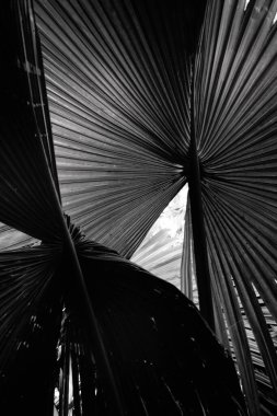 Siyah ve beyaz palmiye yaprakları koyu doğal arka planda. Dikey resim.