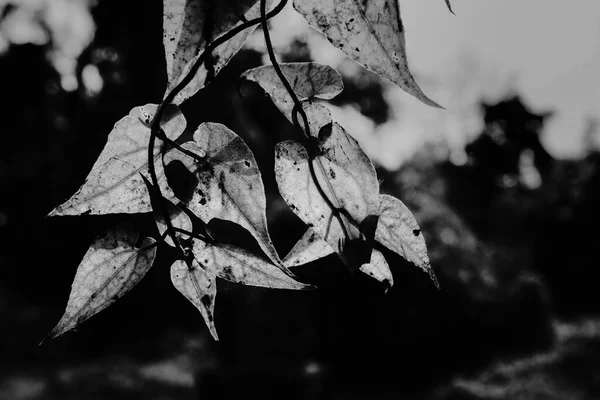 Black White Leaves Dark Natural Background — Stock Photo, Image