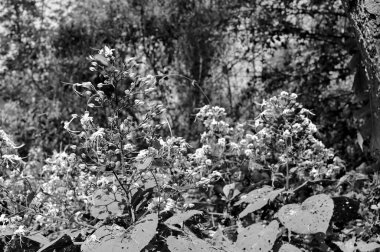 Siyah ve beyaz çiçekler ve bitkiler doğal arkaplanda.
