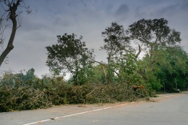 Süper kasırga Amphan kökünden sökülmüş ve yolu kısmen kapatmış. Yıkım birçok ağacı yere düşürdü. Kolkata 'da iklim değişikliği, Batı Bengal, Hindistan