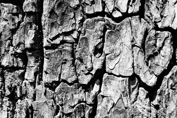 Schwarz Weiße Abstrakte Baumstammtextur Natürlicher Hintergrund — Stockfoto