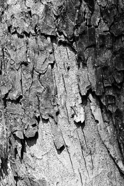 Schwarz Weiße Abstrakte Baumstammtextur Natürlicher Hintergrund Vertikales Bild — Stockfoto