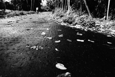 Kuru I; saçaklar ağaçların arasından geçerken düştü, siyah beyaz arka plan. Howrah, Batı Bengal, Hindistan.