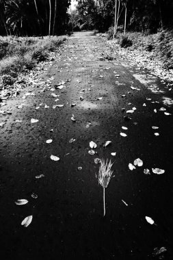 Kuru I; saçaklar ağaçların arasından geçerken düştü, siyah beyaz arka plan. Howrah, Batı Bengal, Hindistan.